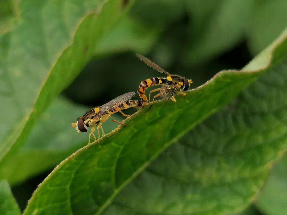 RBAbuzz's tweet photo. Butinage et reproduction sont encore en cours dans les #jachères #CoupdPousse encore fleuries !🐝
#pollinisateurs #agriculture #pollinisation https://t.co/acNtK43gZt
