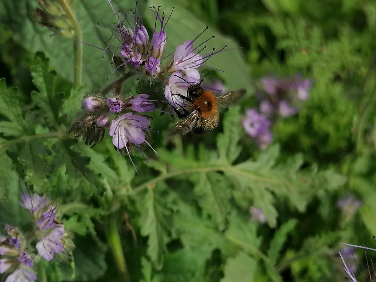 RBAbuzz's tweet photo. Butinage et reproduction sont encore en cours dans les #jachères #CoupdPousse encore fleuries !🐝
#pollinisateurs #agriculture #pollinisation https://t.co/acNtK43gZt
