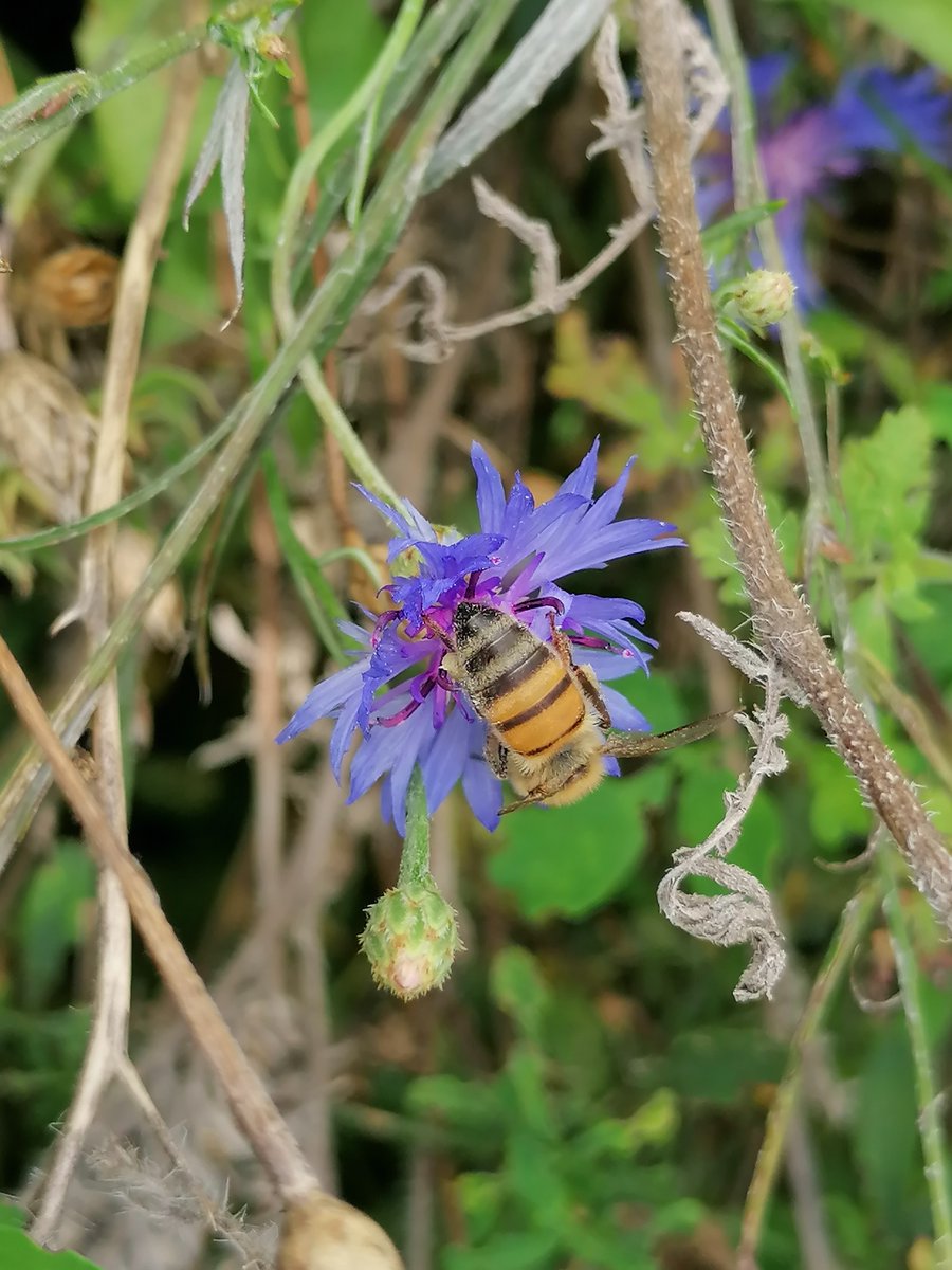 RBAbuzz's tweet photo. Butinage et reproduction sont encore en cours dans les #jachères #CoupdPousse encore fleuries !🐝
#pollinisateurs #agriculture #pollinisation https://t.co/acNtK43gZt