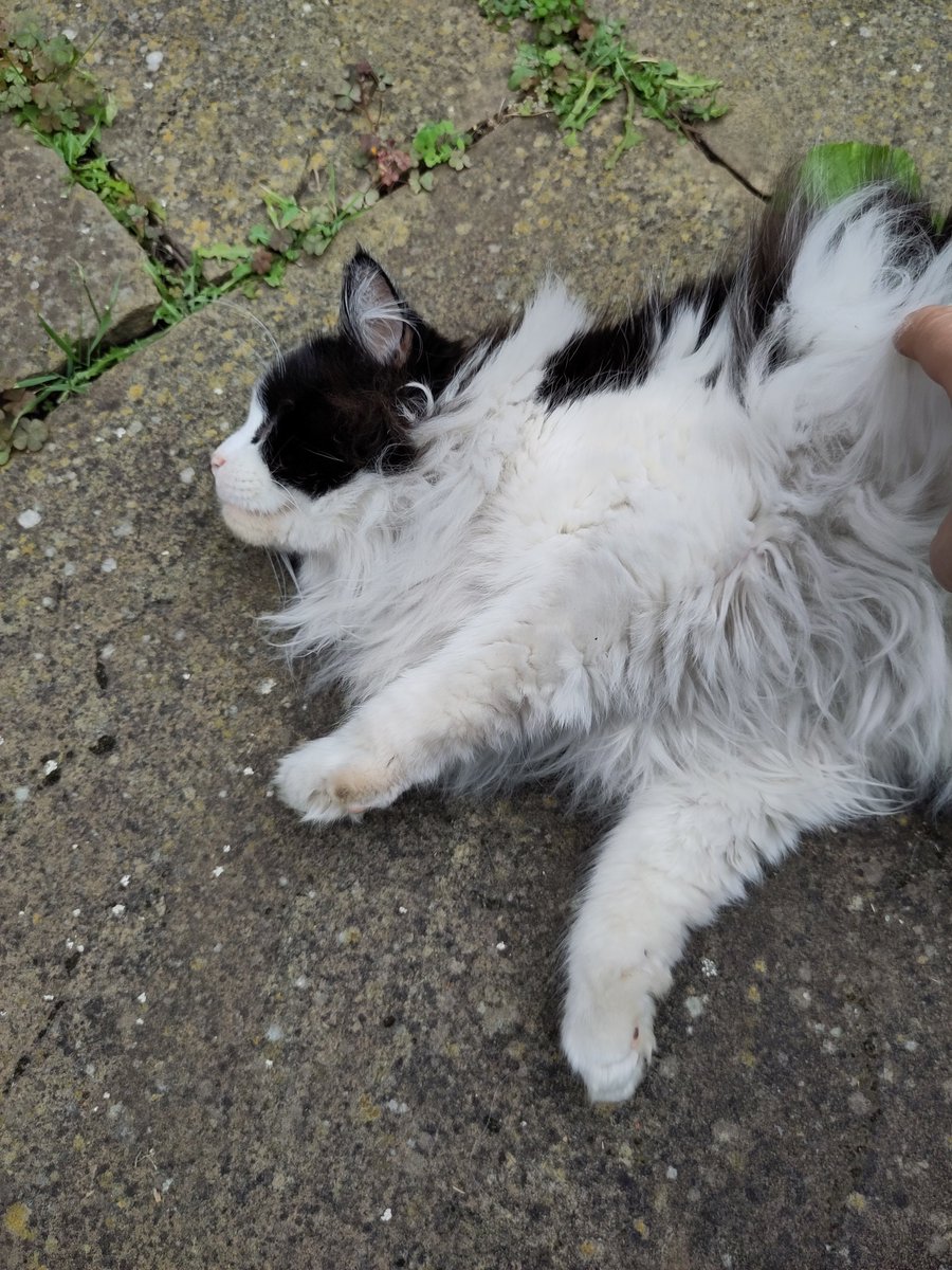 We have a new friend in the bookshop garden. We don't know his name but he seems to like books....

#furryfriends
#catloversofinstagram 
#primrosehill 
#shopindependent 
#londonlife
#nw1