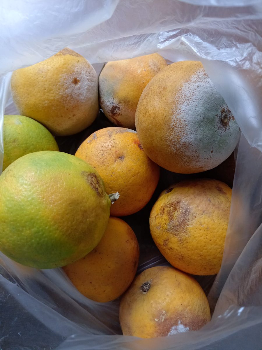 mosadegh53's tweet photo. Lo que uno se busca en la calle tratando de ayudar a gentes menos favorecidas; de un saco de 50 que compré, van casi 20 naranjas dañadas. https://t.co/4z2rQP6EbK