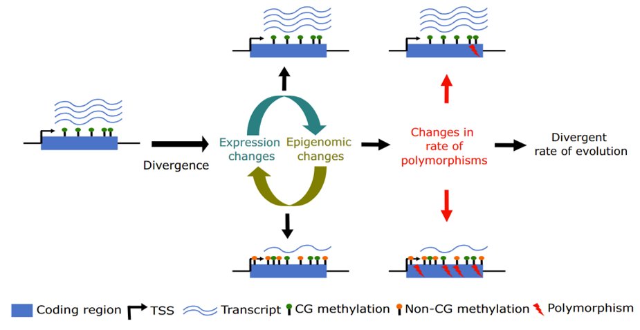 Sunil K. Kenchanmane Raju | ಸುನಿಲ್ ಕೆಂಚನಮನೆ ರಾಜು tweet media