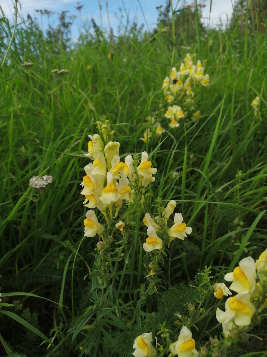 HarriermanPhil's tweet photo. According to my app, as I know absolutely nothing about plants, this is a Common Toadflax. May well be a weed by any other name, but growing on the roadside near the village of #Gooderstone in #Breckland, #Norfolk, it looked quite a pretty thing https://t.co/11EGBd1hxz
