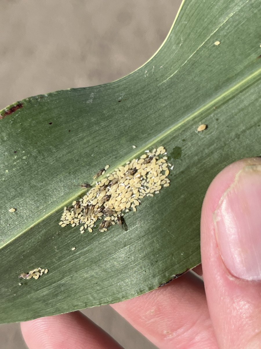 Sorghum Aphid present in Finney County. Check out this info for scouting and thresholds: eupdate.agronomy.ksu.edu/article_new/up…