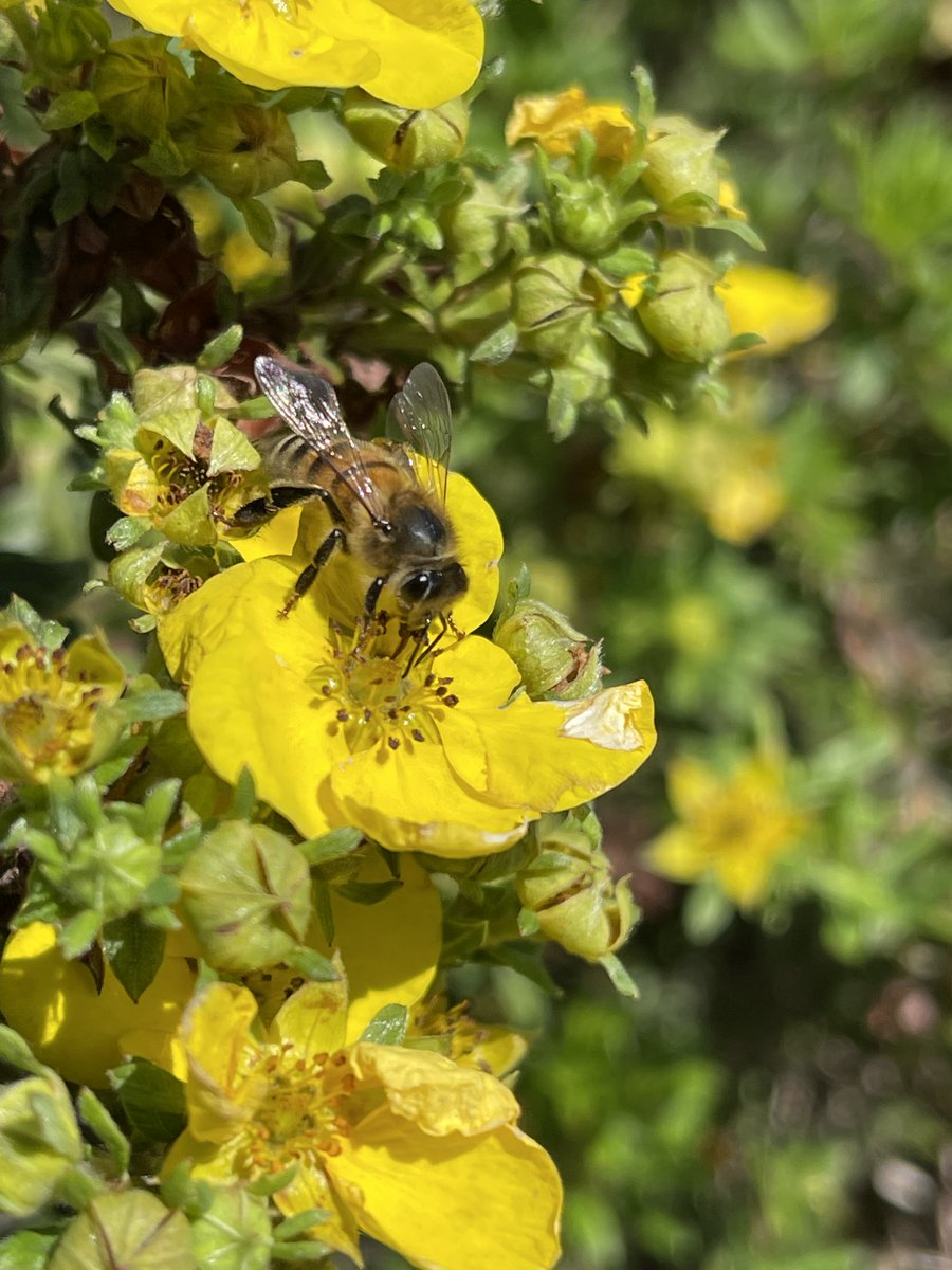 Association Confidences d'Abeilles tweet media