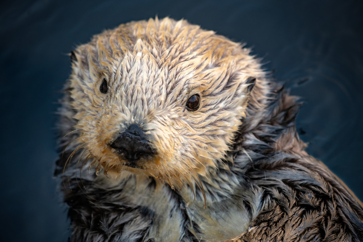It's Rosa's 24th birthday this week! We're celebrating with a live stream from the Sea Otters exhibit this morning at 8:30 Pacific time, @Facebook, <a href="/YouTube/">YouTube</a>, and <a href="/Twitch/">Twitch</a>. If you miss it live, check out the archived chat with one of our mammalogists. youtube.com/watch?v=ju7BeL…