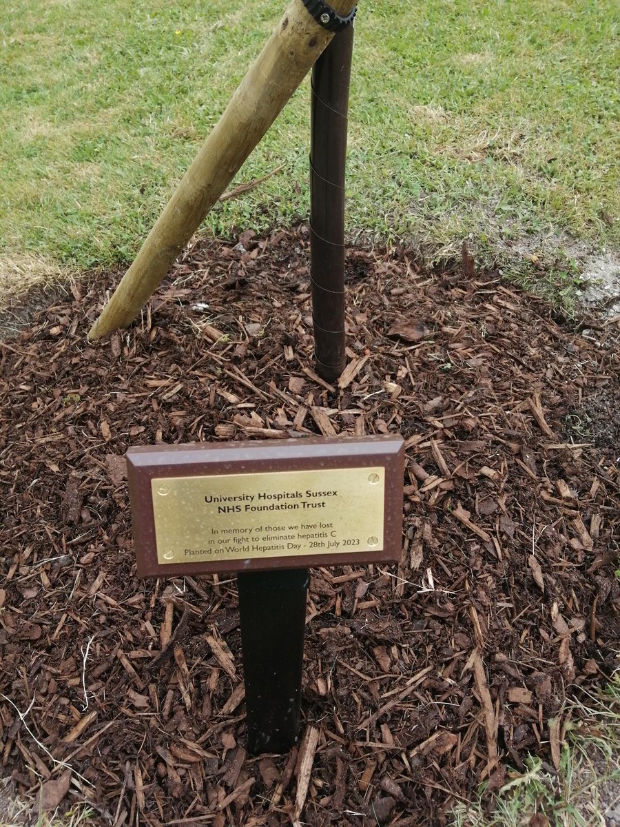 SussexHepatitis's tweet photo. So pleased to be able to share with everyone the images of our memorial tree, planted on World Hepatitis Day, now completed with its splendid plaque, outside our offices in Brighton. Thanks once again to everyone involved in the hard work, helping to eliminate Hep C https://t.co/uBroOwXXCS