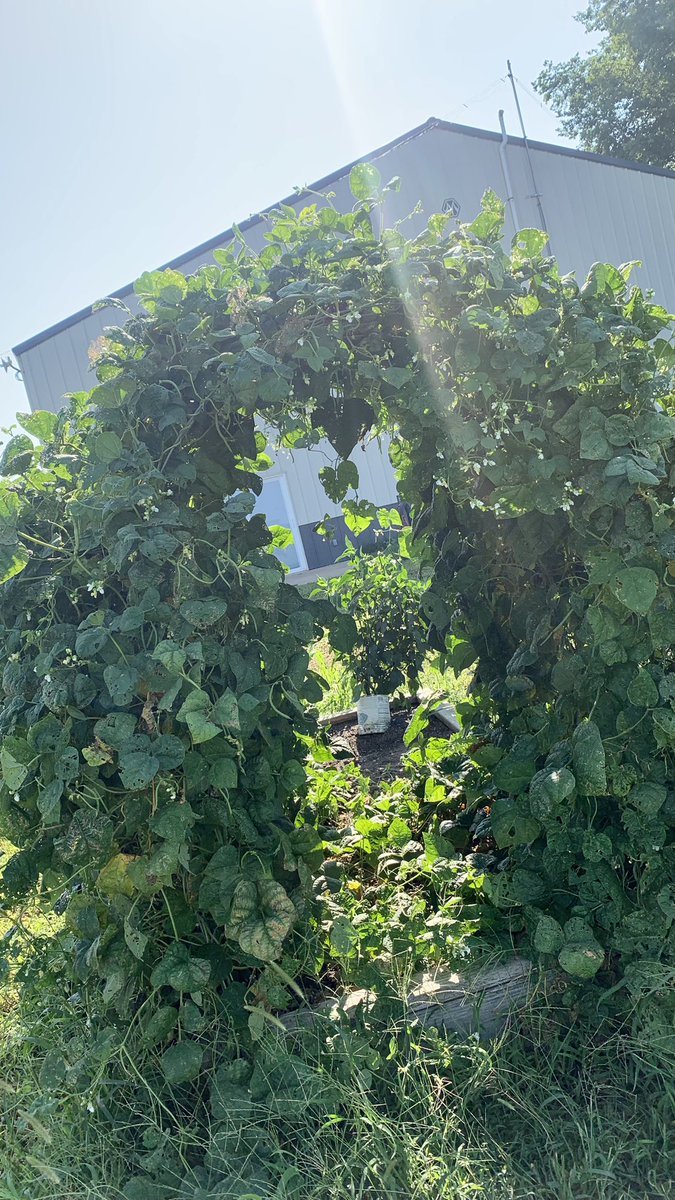 Best way to plant green beans I’ve seen, hands down. If you’ve got something better, share it!