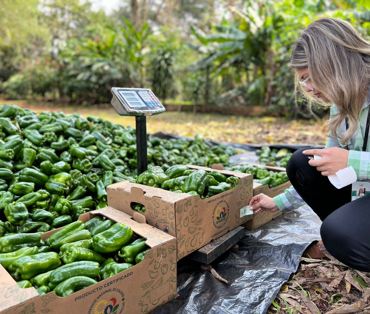 SENAVEParaguay's tweet photo. 🫑📜Trabajos de certificación de calidad de #Locote, producidos en el marco del Programa de Certificación que impulsa la Dirección de Calidad Inocuidad y Agricultura Orgánica del #SENAVE
✅La Regional #Altoparaná certificó 1.200 kilos en Colonia Yguazú https://t.co/mK3AETxIIr