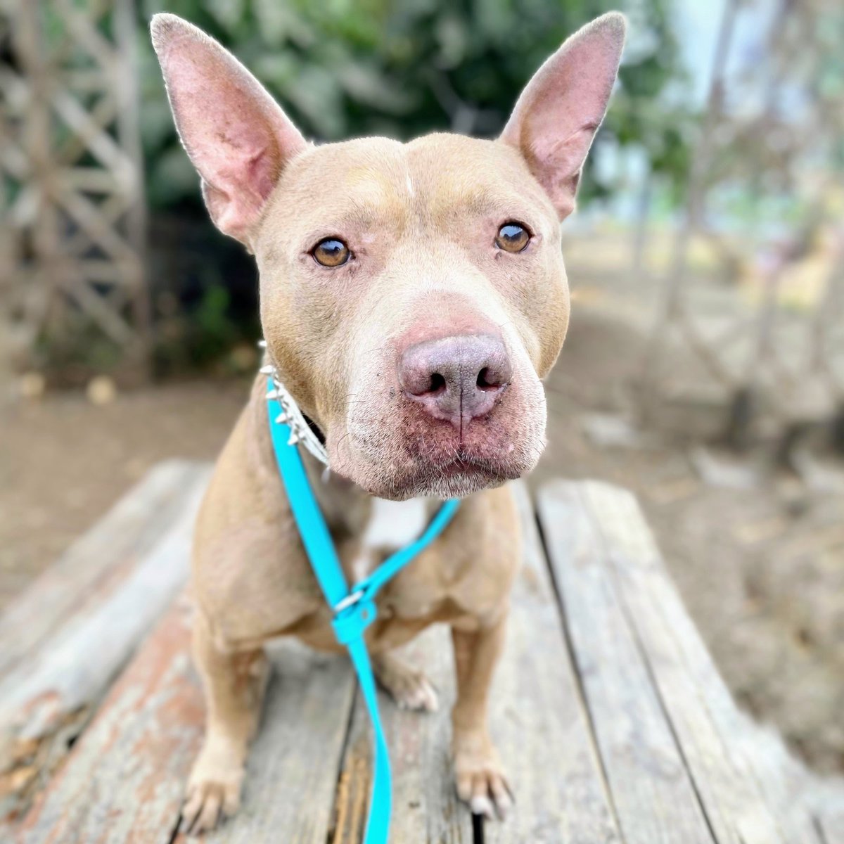 gomarybetsy's tweet photo. Please help me find my late brother's sweet dog Kermit a home by sharing this post. Kermit is gentle and easygoing and deserves a forever family after losing David.

He's available for adoption at @oaklandsanimals at https://t.co/HRGJiuocUA. Visit during open hours to start. https://t.co/9X3hTV1Qel