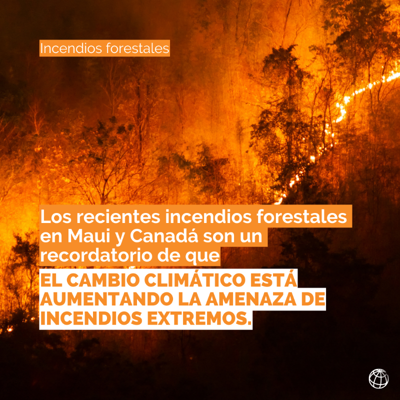 BancoMundial's tweet photo. Durante las últimas semanas, catastróficos #IncendiosForestales han devastado partes del mundo. ⁠Es esencial estar mejor preparados, ya que es probable que el cambio climático y el cambio en el uso de la tierra hagan que estos eventos sean más intensos y frecuentes: