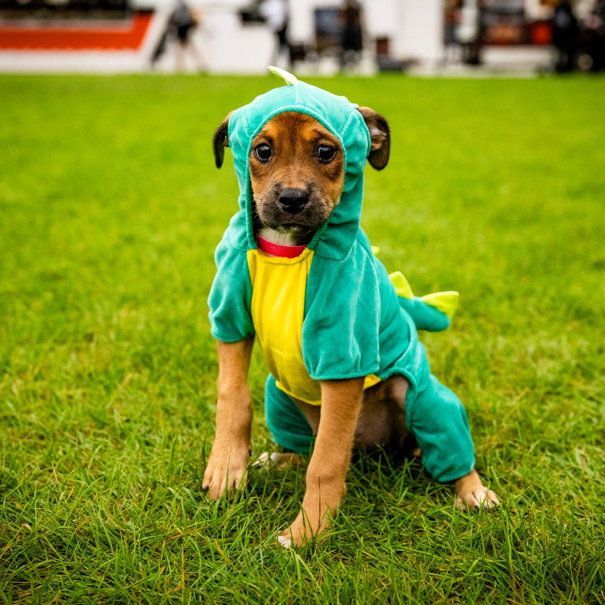 Browns's tweet photo. Honestly not trying to make it worse, but πΉπππππππ πΌπ’πππ was waiting to see you at the @SugardaleFoods #PuppyPound today π₯²π¦
Please go visit and adopt them at the Northeast Ohio Society for the Prevention of Cruelty to Animals (SPCA)! https://t.co/4VEo3tV9Sc