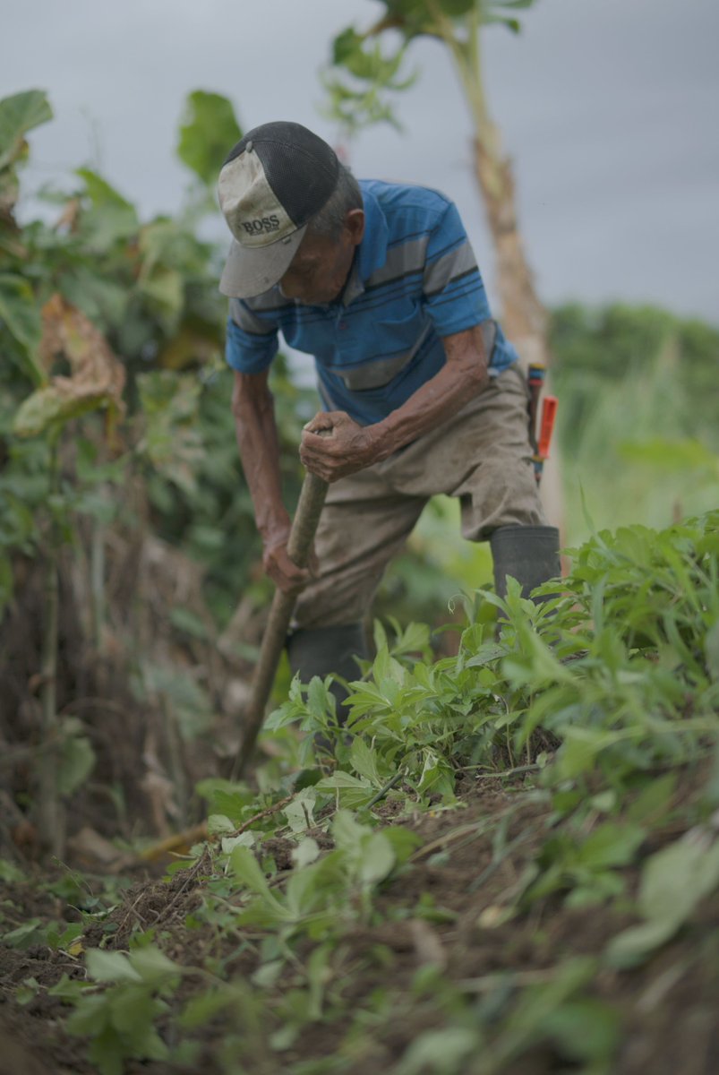 agendapropiaap's tweet photo. 🇨🇴#Historia | 🌈Manuel Santacruz, sabio del pueblo #Gunadule, cultiva árboles y plantas para proteger a su comunidad de los efectos de la #CrisisClimática.
🌱En #Necoclí, su bosque florece entre las plataneras, un refugio de vida y resistencia.
📲Ingresa: https://t.co/AB3tN0OIJq https://t.co/4RIG5PrI8R