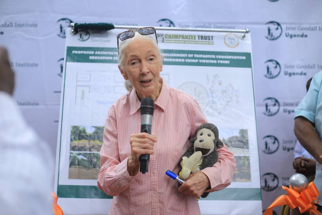 UWEC_EntebbeZoo's tweet image. Roots &amp;amp; Shoots,a youth program of the @JaneGoodallInst,launched in 1991 &amp;amp; anchored in 69 countries will have its Uganda offices at @UWEC_EntebbeZoo. Dr. Jane Goodall unveiled the architectural  Thursday morning  at UWEC. The structure will also house @WildlifeClubsUg &amp;amp; UWEC.