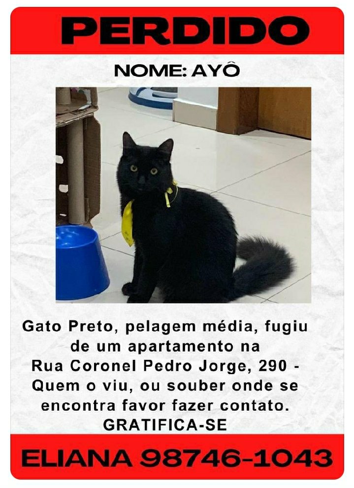 AGREGATOS_OFC's tweet photo. 🐈 🐈 🐈 🐈 🐈 🐈 🐈 🐈 🐈 🐈 

🔍🔍🐈 CSI ANIMAL 🐈🔍🔍 

⚠️⚠️ MEU PET SUMIU! ⚠️⚠️ 

#BeloHorizonte #Prado
#gateiros #gateiras #gatos #bichanos #felinos #cats #kittens #pets #PetLover #PetsLovers #CatLover #CatsLovers #CatsOnTwitter #CatsOfTwitter #KittensOnTwitter https://t.co/SEv38jH2nI