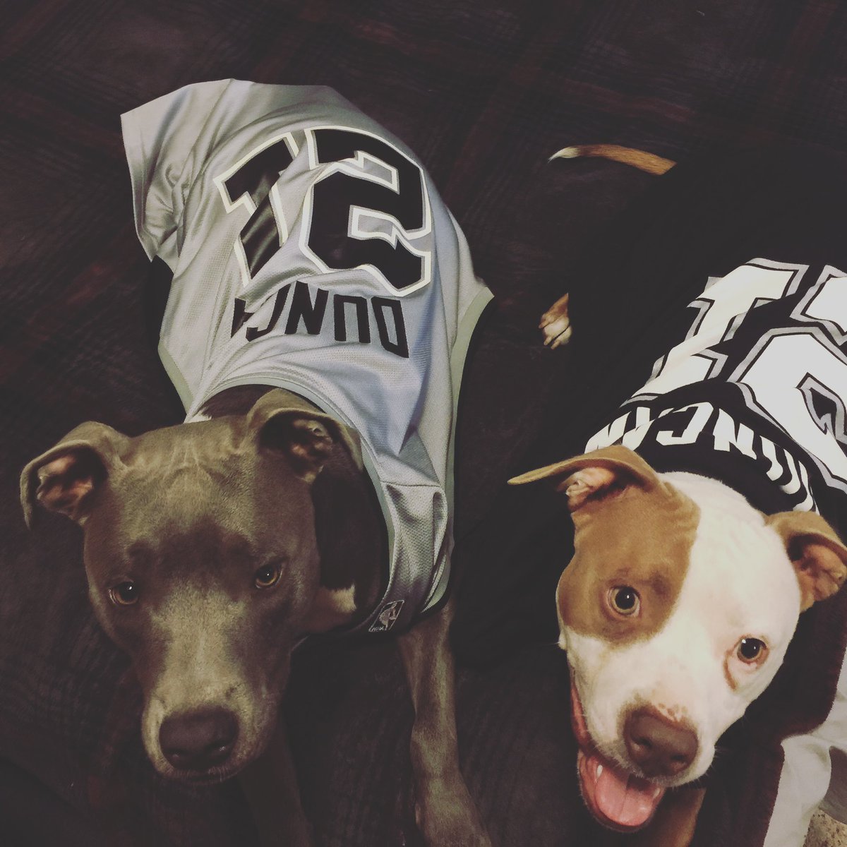 spurs's tweet photo. Plz never stop sending us photos of your dogs in Spurs gear 🥹🖤

#NationalDogDay https://t.co/qOyEEZ6EW2
