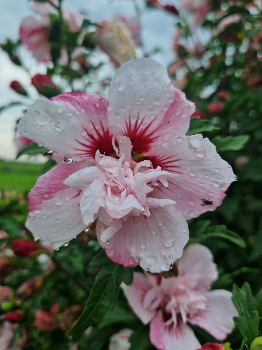 #aftertherain, #gardengander