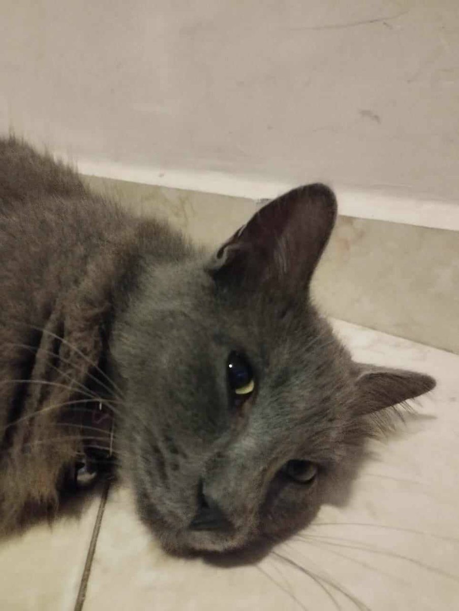 trouveperdu's tweet photo. Chat perdu ou volé à Salé, près de Hay Said: Bonjour, je viens en aide à une dame qui a perdu son chat il y a un peu moins de deux semaines à Salé, dans les environs de Hay Said près de la résidence Anass, il porte un collier violet et… Aidez ! Partagez ! https://t.co/CmvRbxw0uY https://t.co/XPRoBJc77z