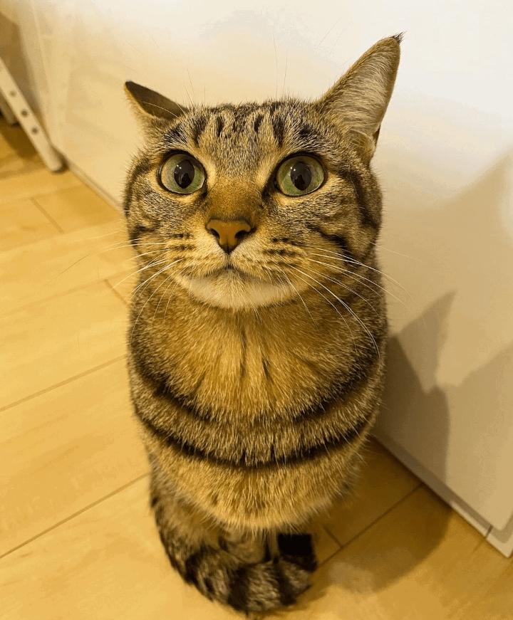 CatEater tweet media