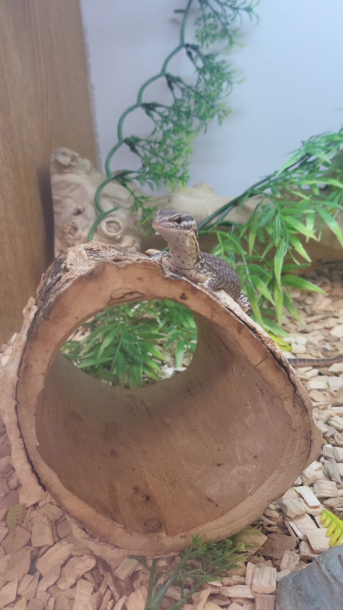 Look at that face!! Such a sweet-looking lizard, but don't let the looks fall you, if he sees a chance he will make a break for it!!

For more information please contact one of our store team on 01604 753823 ext 2📲
5-Star Animal license no: AWL0025