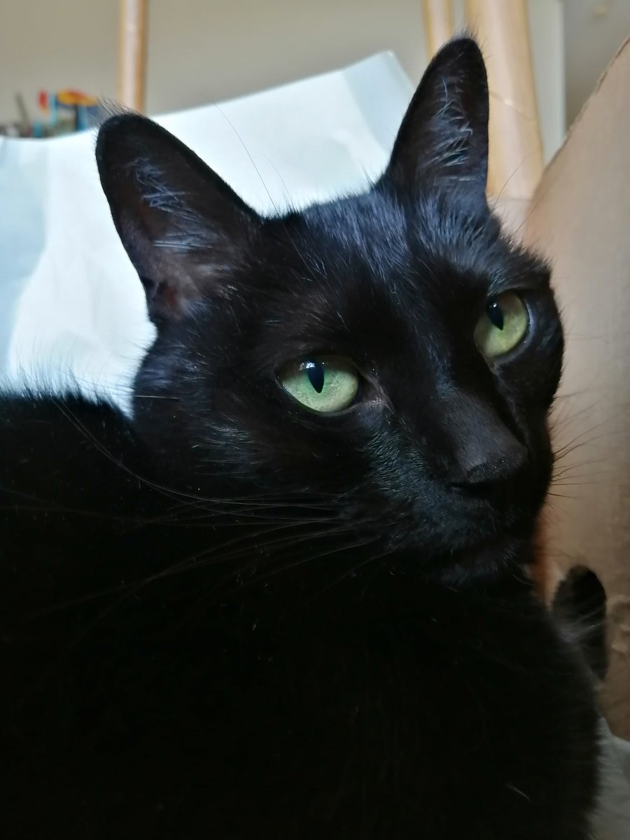CatDisapprovesOfYou tweet media