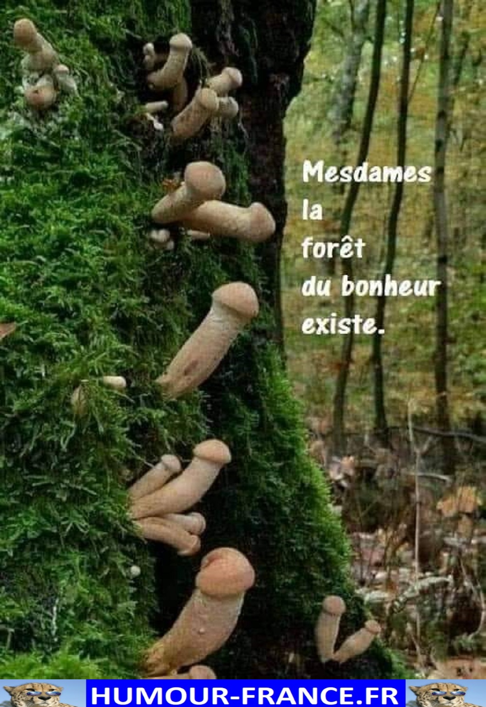 text alternatif