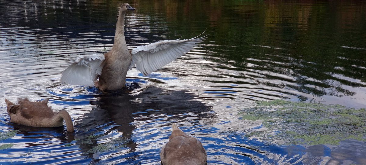Stretching her wings at the Stockingdield bridge. A flourishing family of swans all enjoying there new environment. The whole family are doing well and being monitored <a href="/scottishcanals/">Scottish Canals</a>