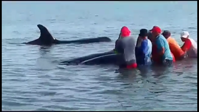 #Venezuela | Siete ballenas orca varadas en el estado Sucre fueron liberadas por pescadores locales (+Video) #24Ago bitly.ws/T4kc
