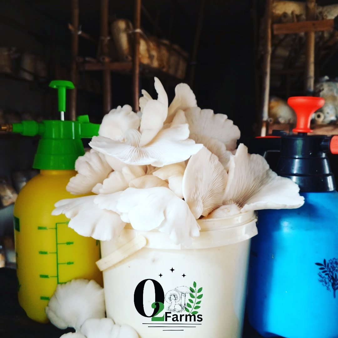 shield_johnson's tweet photo. Freshly harvested Oyster Mushrooms from #02farms
Call or send a direct massage for your order.
☎️ 07012123250
We waybill Nation wide 🌍
Let us be your Trusted No.¹ mushroom 🍄 Plug 🔌

Follow us for more updates.
#organic #mushroom #farming #groceries https://t.co/UmClNoz2CP