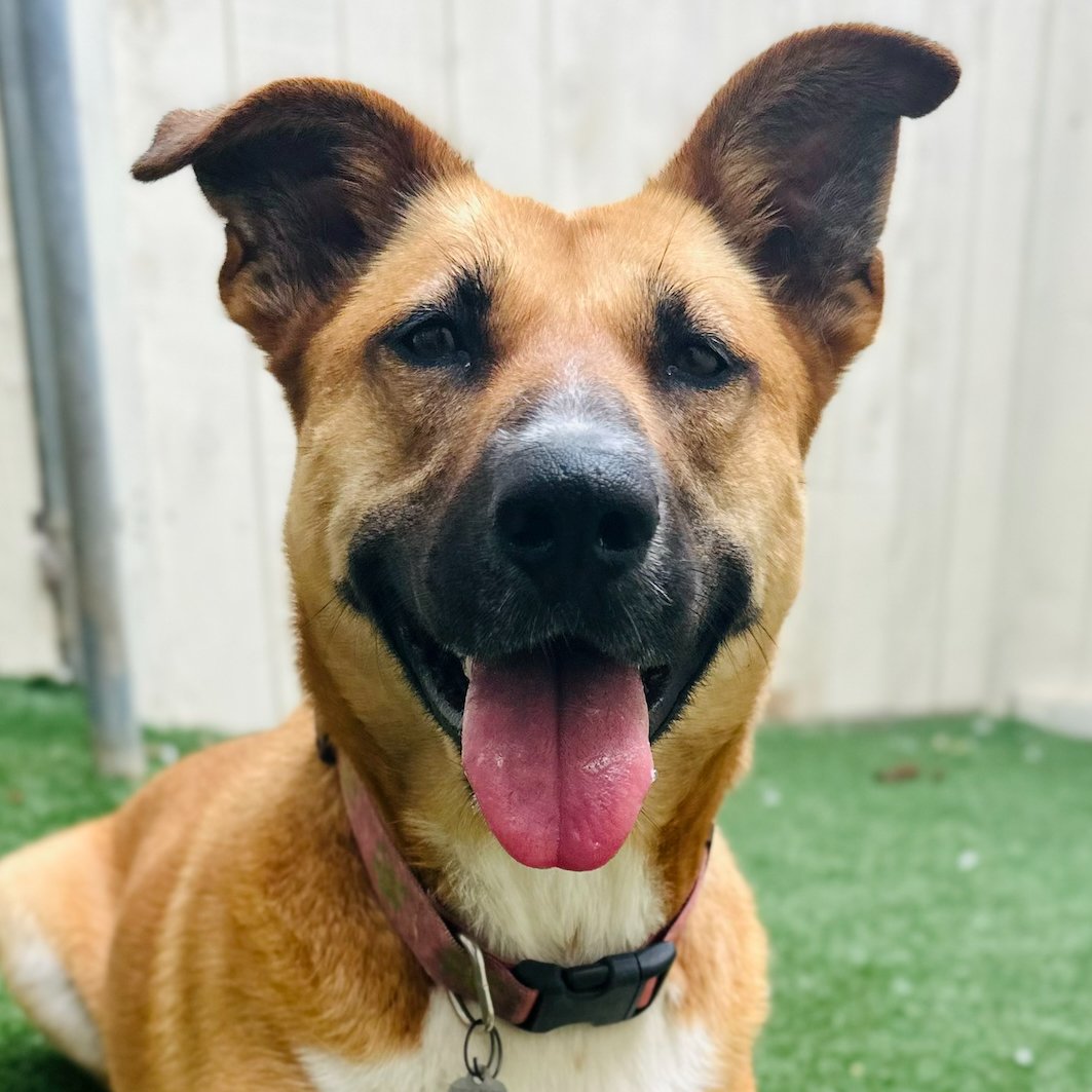 RCHumaneSociety's tweet photo. We're wrapping up this month's @NBC7SanDiego and @Telemundo20 @ClearTheShelter event in a big way! Tomorrow and Sunday, we're lowering adoption fees for ALL adult dogs to $77 and ALL adult cats to just $7! You can check our all our adoptable dogs here: https://t.co/rghpfo4ImT https://t.co/WXeBJaMloM