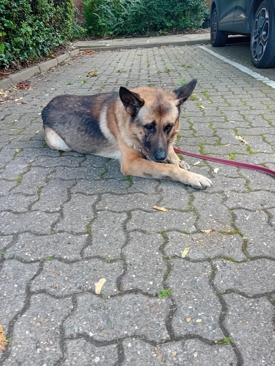 Good news - Devin the dog has been found safe and well in a garden in East Finchley.  If you want to know how he’s brought a bit of chaos to 1000s along the Northern Line today - have a look at the thread below.  It involves a rescue train. 🧵