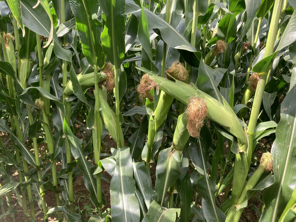 1ere tournée dans les essais #maïs #fourrage 🌽 <a href="/DEKALB_FR/">DEKALB-FieldView by Bayer France</a> de l’Aisne et des Ardennes : du gabarit, de belles masses foliaires mais des fécondations plus ou moins belles et des stades qui reviennent à la normale ..