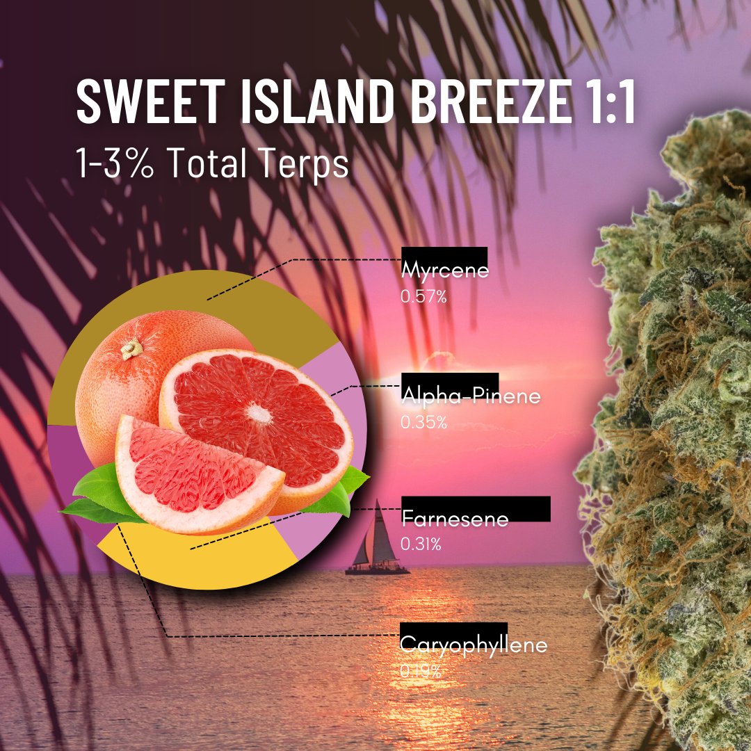 Our Sweet Island Breeze 7G Flower is here to help you make the most of sunny days and summer nights. 

This balmy, beautiful and balanced 1:1 hybrid with hints of sweet skunk and grapefruit is a destination all on its own.

#weed #weedgang #weedsmokers