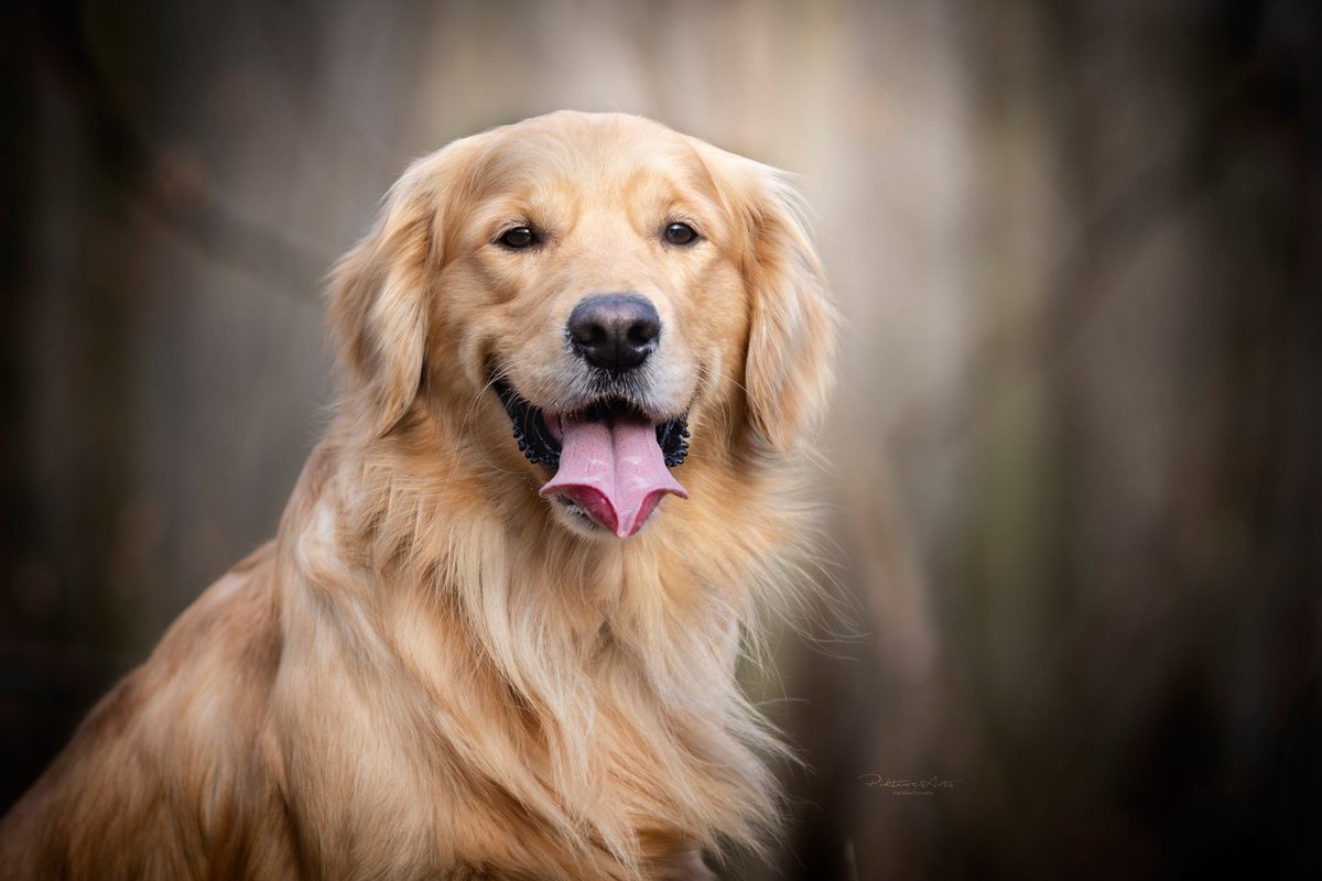 0xveln's tweet photo. Golden Retrievers is my favorite dog breed!
They are extremely emotionally intelligent, displaying a keen sense of empathy and understanding. This combination of cognitive and emotional intelligence contributes to their versatility and adaptability.
#pet #godden #friend #cheo https://t.co/aXXFFuZ1Gm