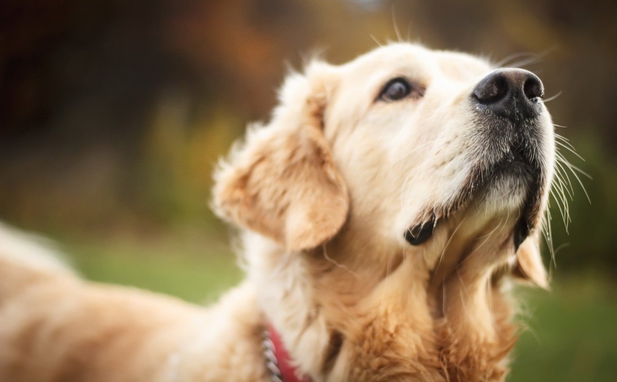 0xveln's tweet photo. Golden Retrievers is my favorite dog breed!
They are extremely emotionally intelligent, displaying a keen sense of empathy and understanding. This combination of cognitive and emotional intelligence contributes to their versatility and adaptability.
#pet #godden #friend #cheo https://t.co/aXXFFuZ1Gm