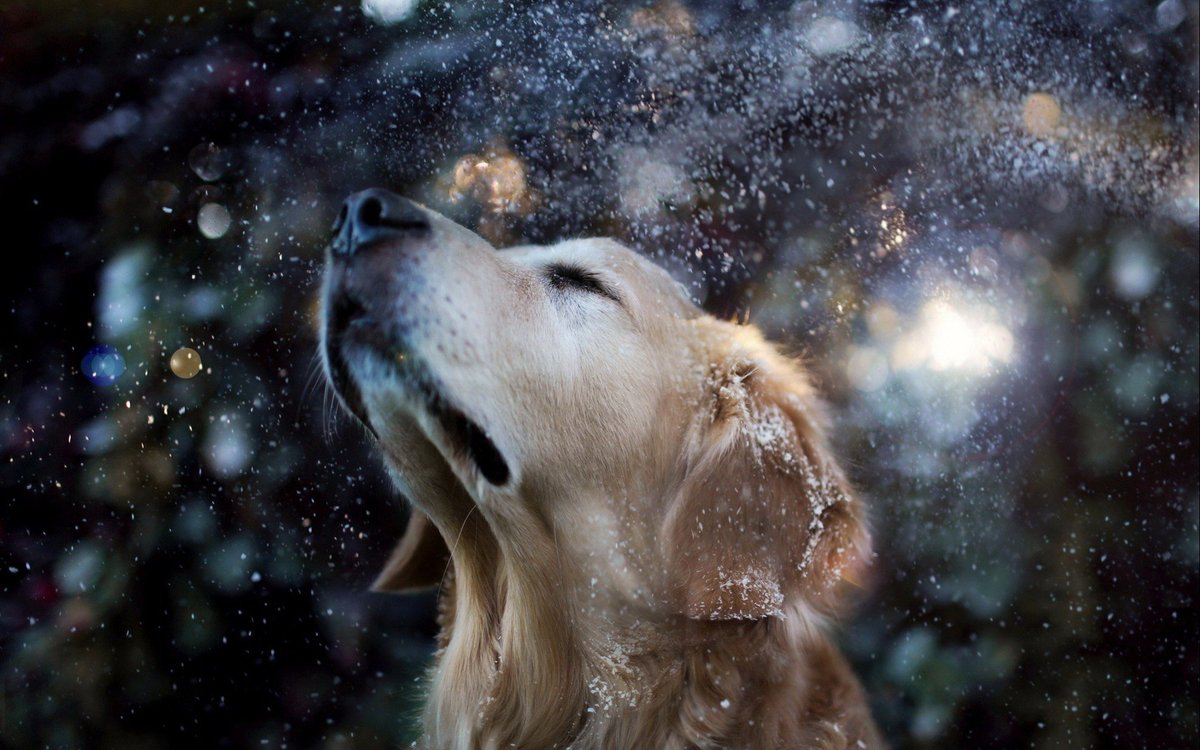 0xveln's tweet photo. Golden Retrievers is my favorite dog breed!
They are extremely emotionally intelligent, displaying a keen sense of empathy and understanding. This combination of cognitive and emotional intelligence contributes to their versatility and adaptability.
#pet #godden #friend #cheo https://t.co/aXXFFuZ1Gm