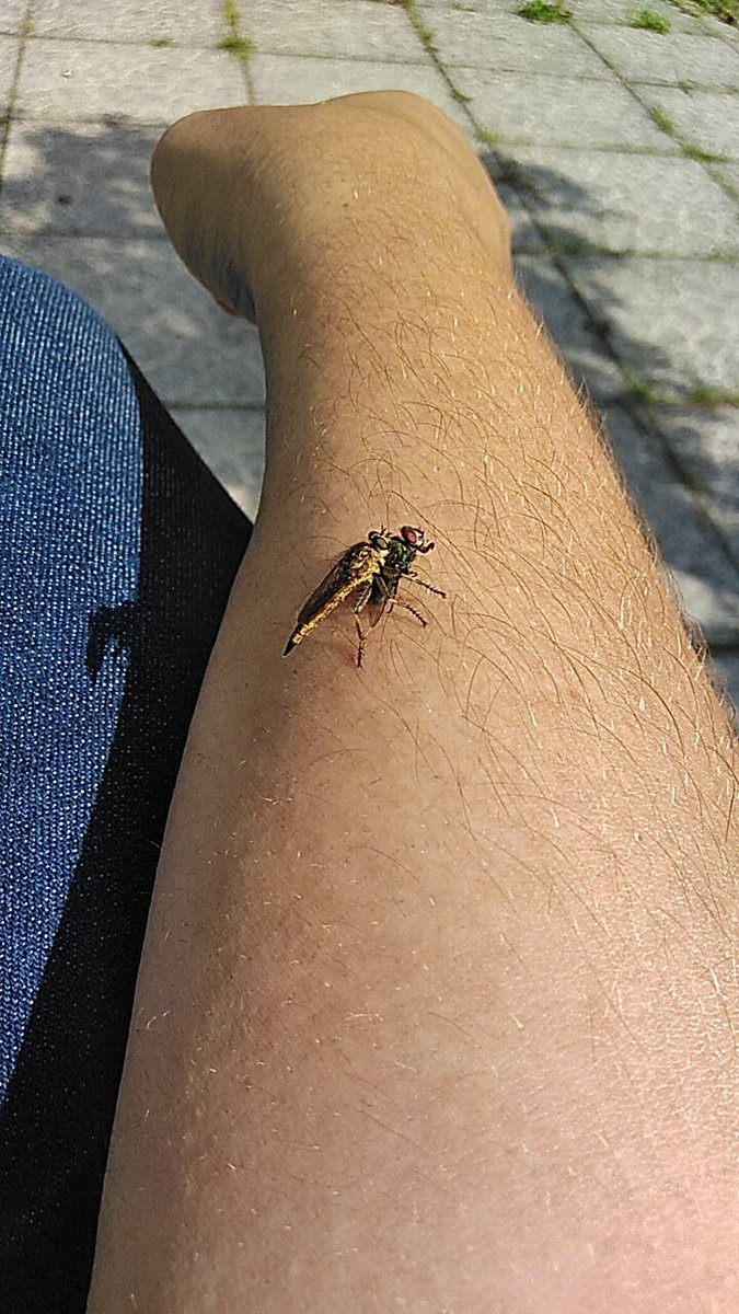 Was geht denn hier für ein kranker Scheiß ab?! 😲 #insekten #fliegen