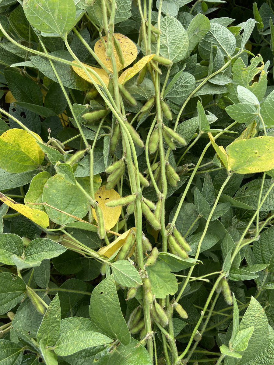 kannbwx's tweet photo. Six stops for #soybeans in Nobles, Murray & Cottonwood Counties, southwest Minnesota. Average # of pods in a 3x3' plot were 1044 versus 1291 on this exact same stretch last year and 1307 in 2021. Just not as many pods as I usually see. #pftour23 https://t.co/aod3jfYLbh