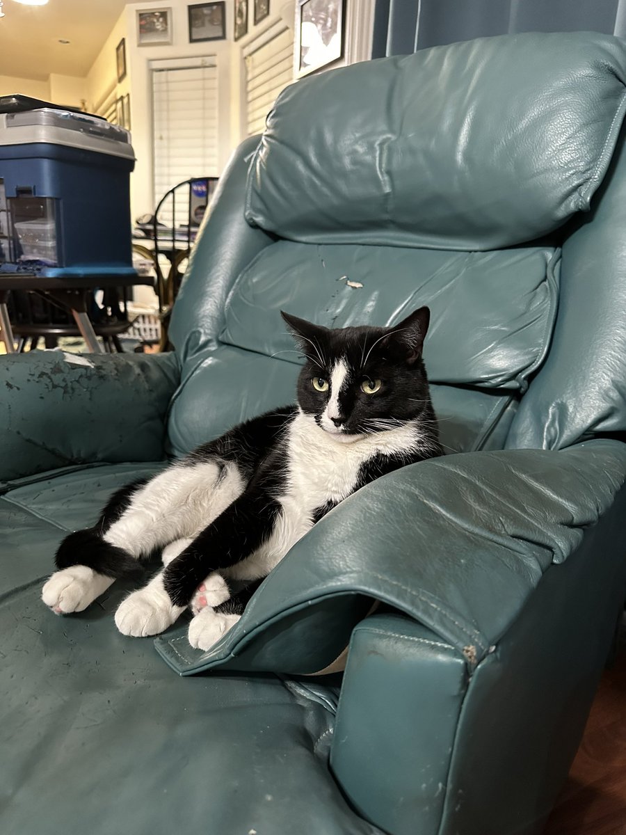 Observatory Cats tweet media