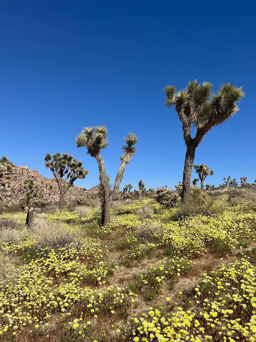 divaleftvegas's tweet photo. As @mojavedesertlandtrust celebrates its 17th year,California deserts face daunting challenges. @MojaveDesertLT 's 110,000+ acres of conservation lands protect habitat for generations, the seed bank preserves 700+ collections of seeds &amp; more. Donate: https://t.co/1sFhlMQ8bM… https://t.co/7ps2fqu4aT