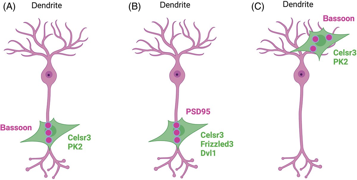 DevelopmentalDynamic (@developmentaldy) on Twitter photo #Glutamatergic #synapses, the primary excitatory synapses in the #brain, are integral to nervous system function and #neurological disorders. Learn how planar cell polarity (#PCP) regulates synapse formation and maintenance of #neural circuits. 
doi.org/10.1002/dvdy.5… #Glutamatergic #synapses, the primary excitatory synapses in the #brain, are integral to nervous system function and #neurological disorders. Learn how planar cell polarity (#PCP) regulates synapse formation and maintenance of #neural circuits. 
doi.org/10.1002/dvdy.5…