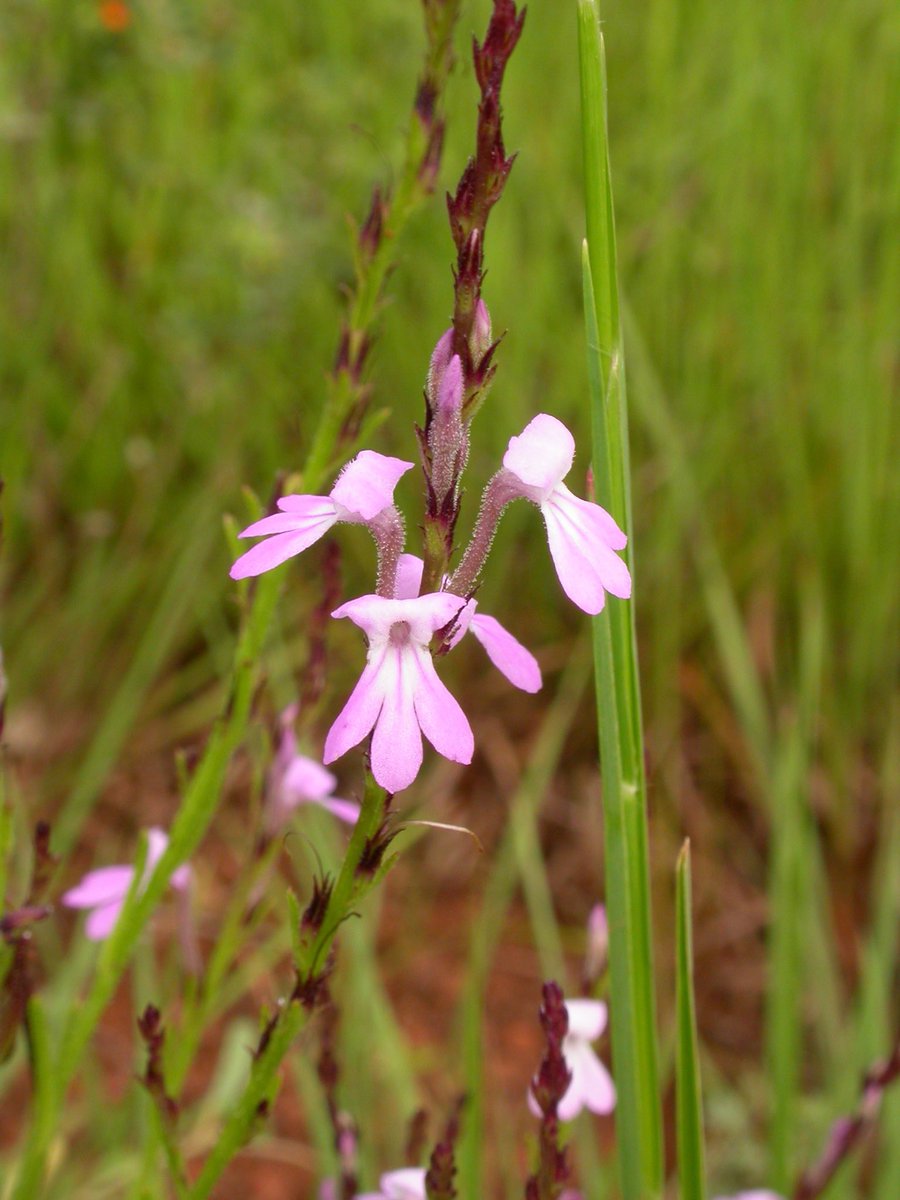 GagaUwera's tweet photo. Yes, only soils with low levels of soil organic matter promote the growth of striga weeds. Farmers, cultivate green manure cover crops. They help to increase the amount of organic matter in the soil, causing weeds to naturally disappear from your field.
#ConservationAgriculture https://t.co/FY6scVf15L