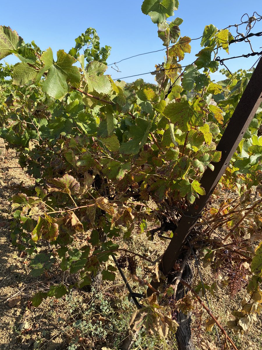 ljerome87's tweet photo. La #canicule de ces derniers jours devrait aggraver l’état de sécheresse dans le #biterrois. Outre les platanes aux allures automnales, les végétaux et la vigne souffrent également. Ex à #servian Poke @SergeZaka @MeteoFrance_SE @LaMeteodu34 https://t.co/xElObth8rR