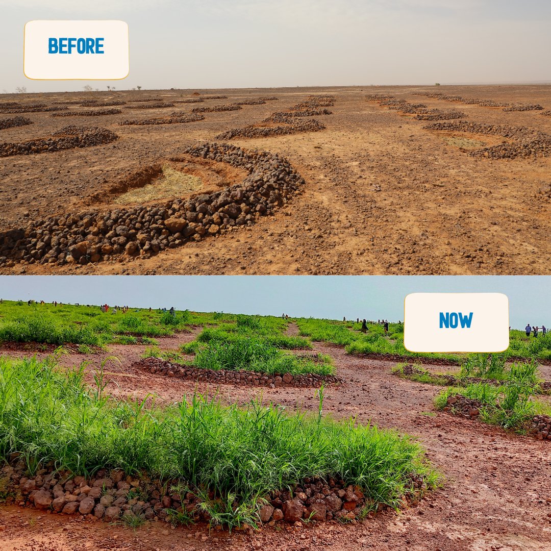 WFP_Niger's tweet photo. In Samtigue (Ouallam), land restoration efforts are taking shape! 

IDPs, refugees and host communities work together to rehabilitate land back to its full potential while promoting increased dialogue and peaceful coexistence. 

#BeyondFoodSecurity https://t.co/XV4RYZBl5M