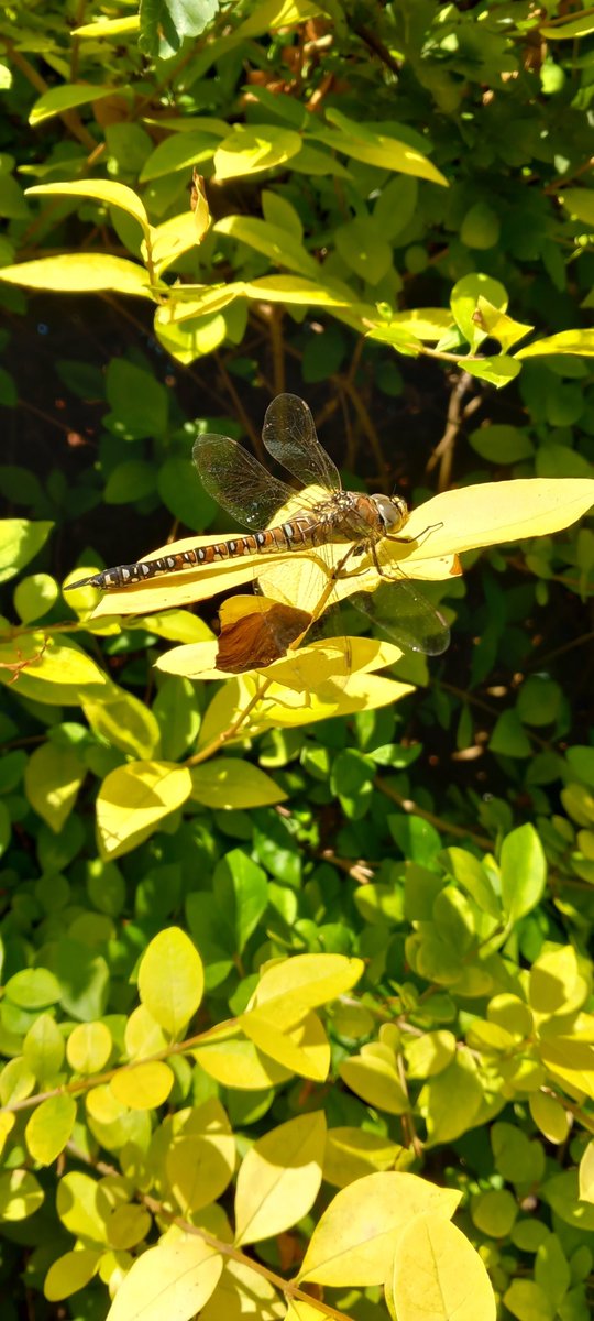 VodkaGothBitch's tweet photo. Just had a visitor in the inlaws garden waited for it to land went right close to it π§‘ #OwnPic https://t.co/ASFdQKXWuH