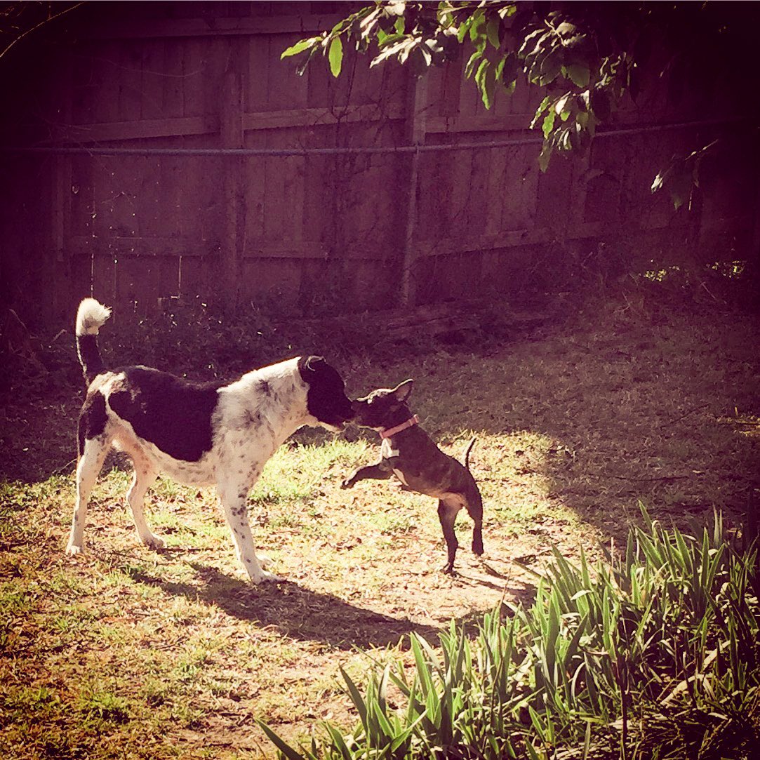 <a href="/akaFoley/">aka𝗙𝗼𝗹𝗲𝘆 💎💜</a> Our girls, the puppy is now 7. Sassypants is 11. They are much older now but they are my sweet girls 💞🐾