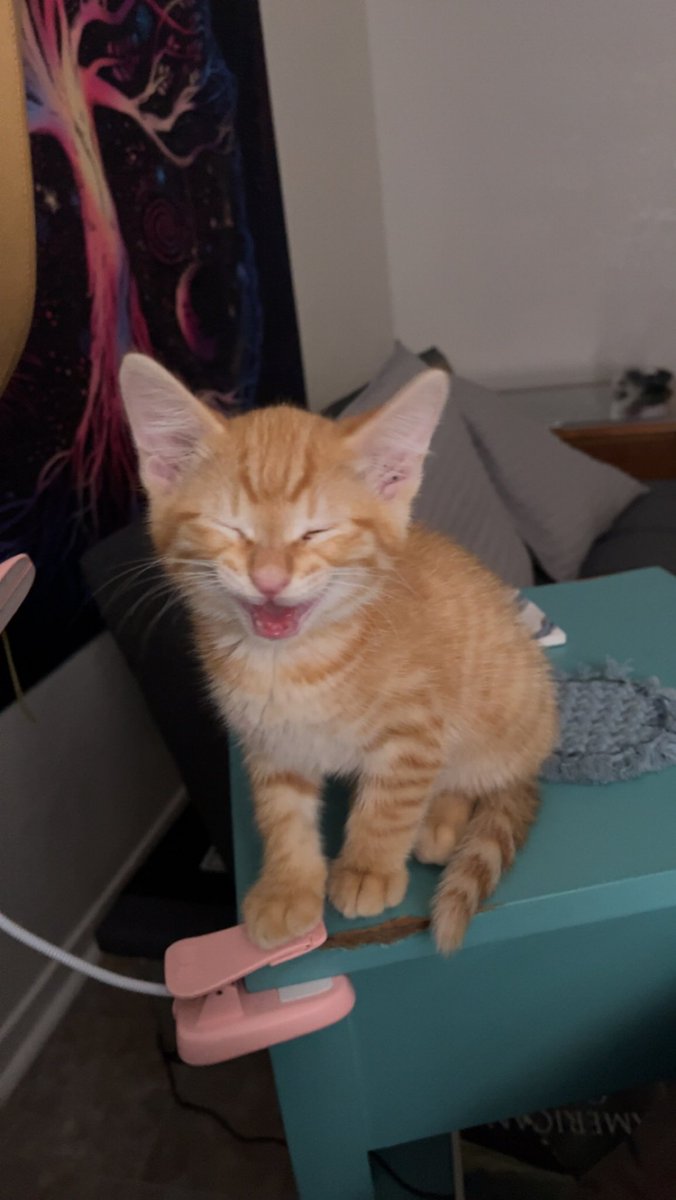 j_stripland's tweet photo. forgive me for not tweeting my cat until now

meet Bushi! a certified sweetheart that our world does not deserve 🥹🧡 https://t.co/Q6VifF1ImR