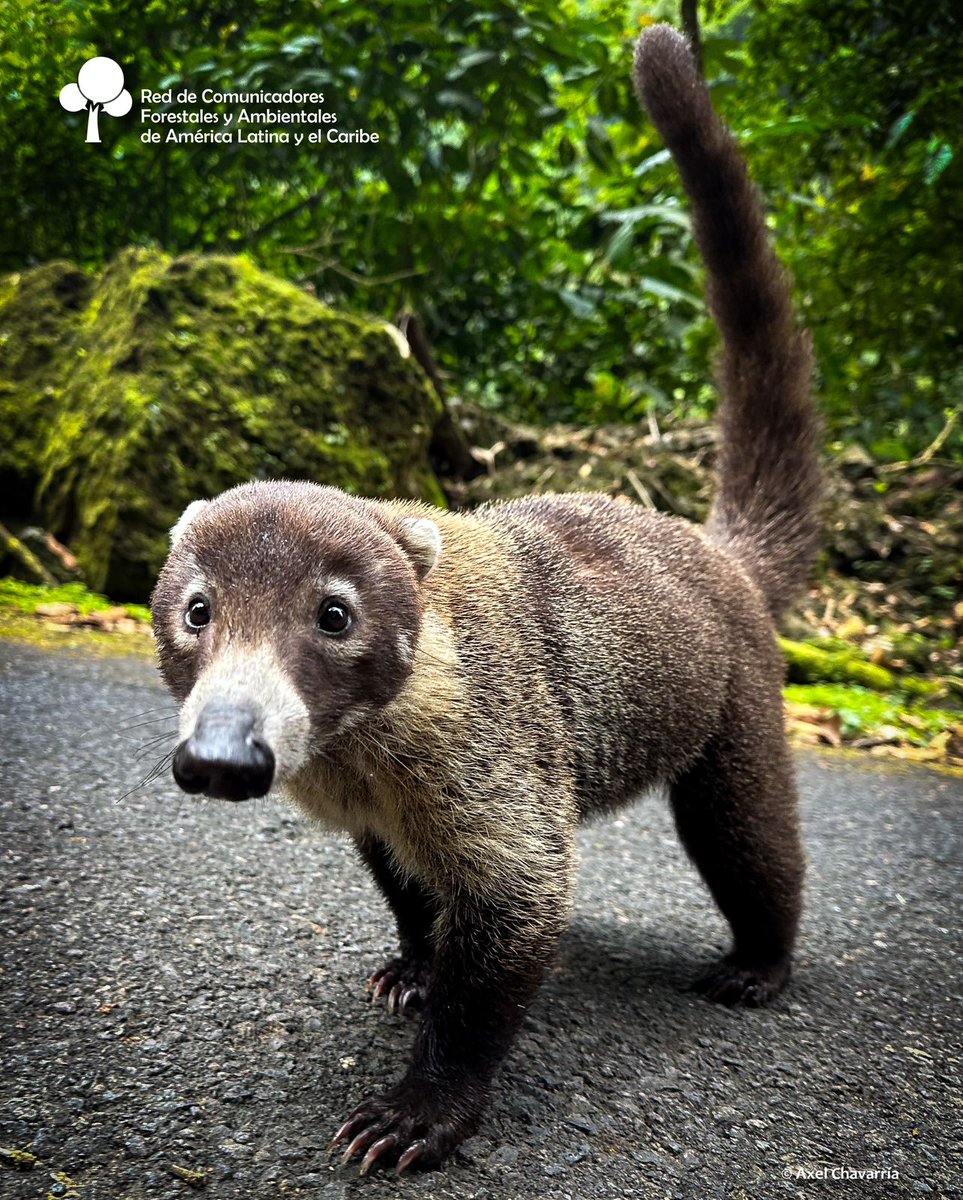 #DíadeEducaciónAmbiental.
 Coatí de nariz blanco conocido como pizote, antón o tejón americano.
 
Habita desde el sector meridional de Norteamérica, Centroamérica y el extremo noroeste de Colombia.

F: acortar.link/fbLZTG
Axel Chavarría 📸

#RECOFALC #Comunicación #bosque