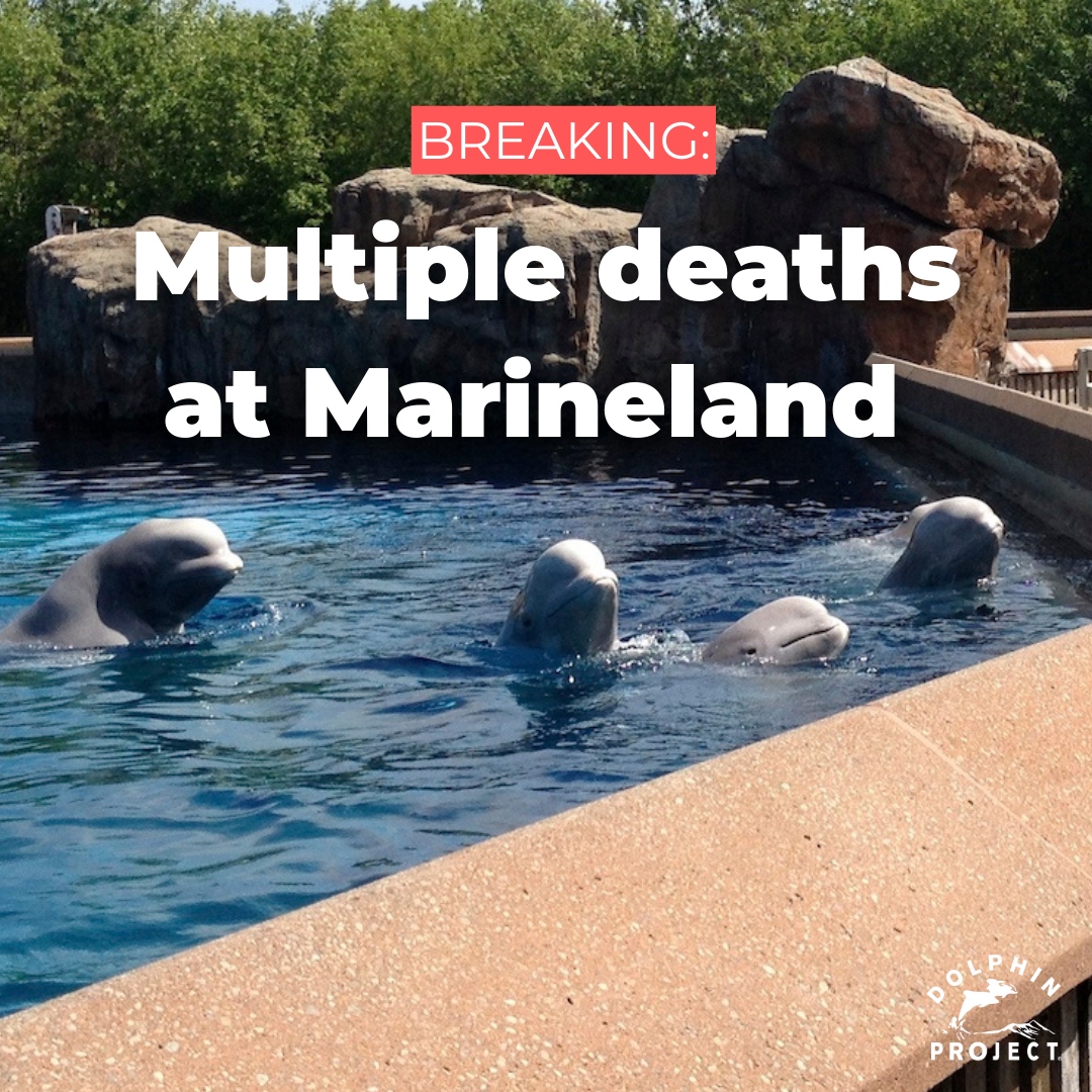 BREAKING: A report published on August 24, 2023 reveals that 13 whales and two dolphins have died at Marineland since 2019. Details on our blog at: bit.ly/3E8jmMU #DolphinProject #ThanksButNoTanks