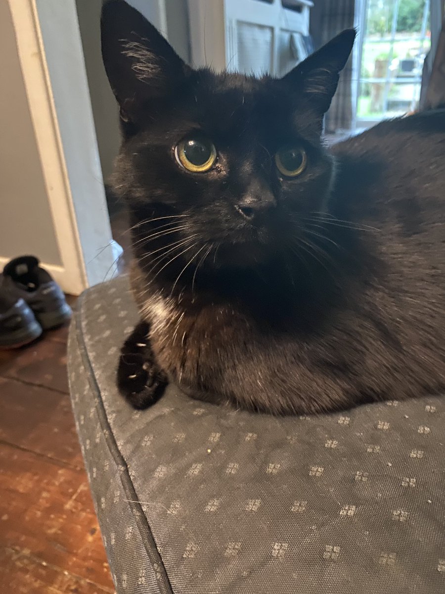 Lulusontheblock's tweet photo. @DaanLikes 

Hello bro your DMs ain’t open but I’m Lulu from the FY please get in touch lmao 

Here’s my cat for negotiating grounds: https://t.co/KW1308fBTJ